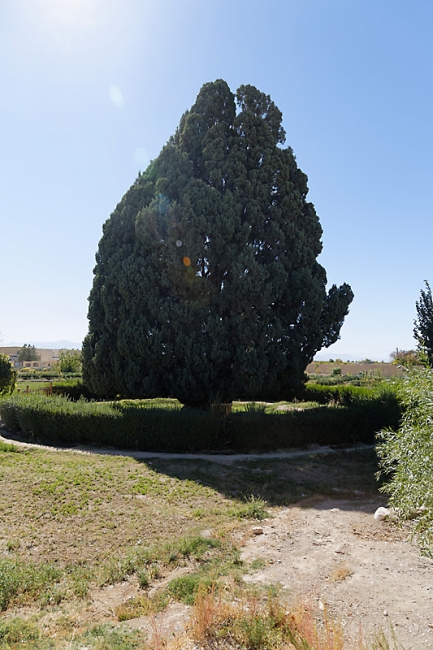 Abarkuh-Cyprès de 4500-5000 ans-001